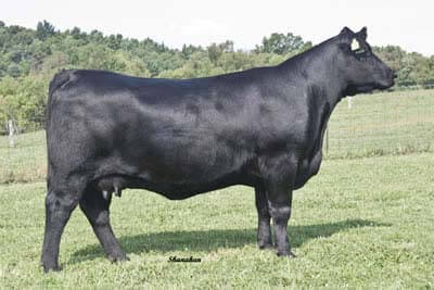 Trowbridge Pride N Joy 012