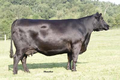Sitz Henrietta Pride 163K