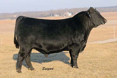 Bobcat Black Diamond