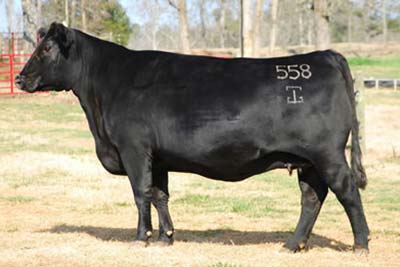G A R Bextor 558