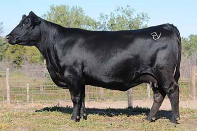 JMB Emulota 013