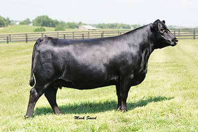 S A V Madame Pride 9804