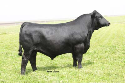 Schiefelbein Focus 5020