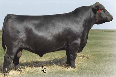 Schiefelbein HD 1241