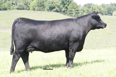 Limestone Pure Pride T152