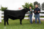 Canadian Jr National Champion Heifer 2009