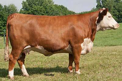 Trowbridge Bonnie 1203 ET